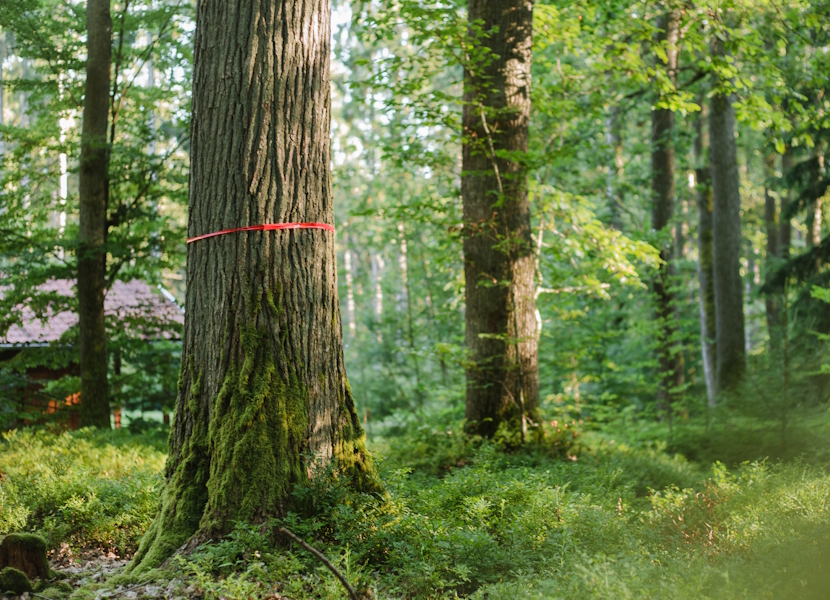 Newsbild_FriedWald_Neue-Angebote_Juni_2025_830x600_1